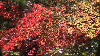 5301-340紅葉.jpg
