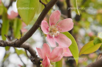 5341-340カリンの花.jpg