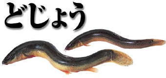 5371-340どじょう.jpg